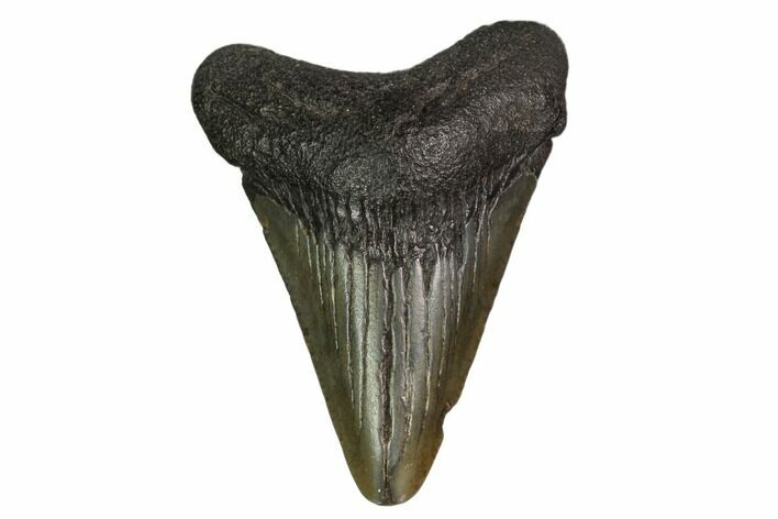 Juvenile Megalodon Tooth - Georgia #158805